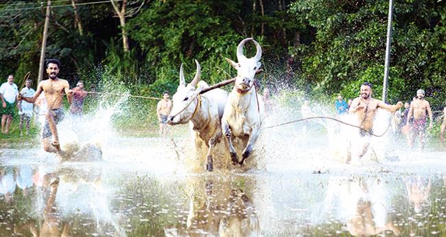 ഓ​ണ​ത്തോ​ട​നു​ബ​ന്ധി​ച്ച്  വ​ഴി​ത്ത​ല ക​ണ്ണാ​ടി​ക്ക​ണ്ട​ത്ത്  പാ​ട​ത്ത്  നെ​ൽ​കൃ​ഷി​യി​റ​ക്കു​ന്ന​തി​നു മു​ന്നോ​ടി​യാ​യി ന​ട​ത്തി​യ കാ​ള​യോ​ട്ടം.