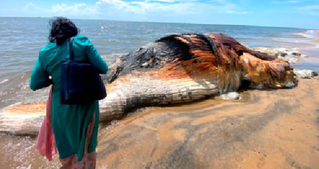 ദ്വാ​ര​ക ക​ട​പ്പു​റ​ത്ത് ക​ര​യ്ക്ക​ടി​ഞ്ഞ തി​മിം​ഗ​ല​ത്തിന്‍റെ ​ജ​ഡം.