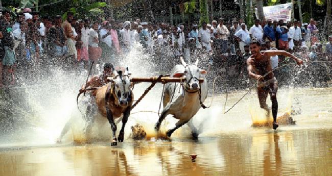 പെ​രു​മ​ണ്ണ മു​ല്ല​മ​ണ്ണ കാ​ള​പൂ​ട്ട് ക​ണ്ട​ത്തി​ൽ ജ​ന​കീ​യ ക​മ്മി​റ്റി​യു​ടെ ആ​ഭി​മു​ഖ്യ​ത്തി​ൽ ന​ട​ന്ന കാ​ള​പൂ​ട്ട് മ​ത്സ​ര​ത്തി​ൽ നി​ന്ന്.